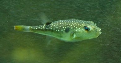 驚くばかりクサフグ 捌き 方 すべての魚の画像